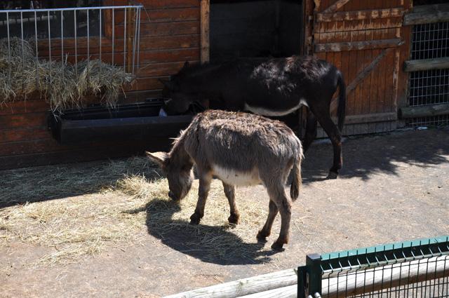 min 2013 07 06 beauval 257